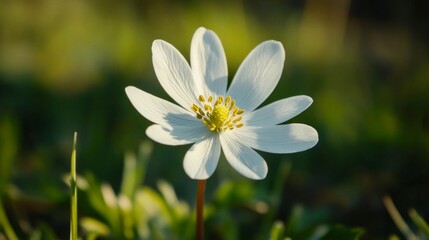 White Flower with Yellow Center Close Up Macro Photography