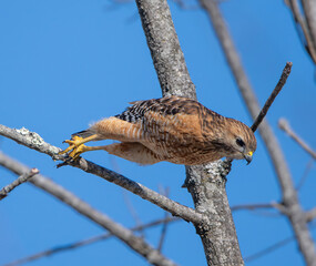 A Red Shouldered Hawk in a nose dive