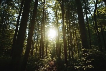 Obraz premium Sunlit path through dense forest with tall trees.