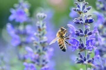 Honeybee Collecting Pollen from a Flower