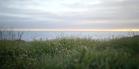 Obraz premium Coastal landscape with grass and sea water beach. Ocean horizon background.
