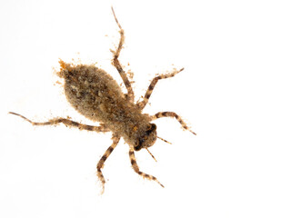 STK0819 eight-spotted skimmer dragonfly, Libellula forensis, nymph exoskeleton, isolated, cECP 2024