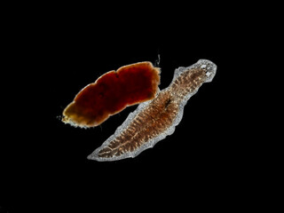 P1260156 planaria, triclad flatworm, Girardia tigrina, feeding, darkfield, isolated, cECP 2025