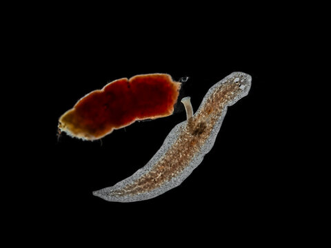 P1260150 planaria, triclad flatworm, Girardia tigrina, extending pharynx, isolated, cECP 2025