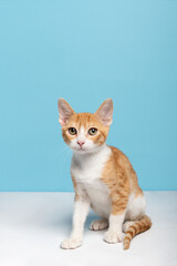 Orange and white tabby short hair cat looking at the camera in a baby blue background
