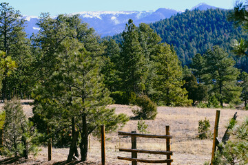"Forested Valley with Snow-Capped Mountain Backdrop