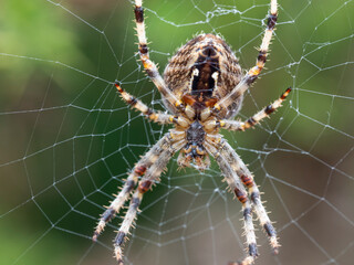 Araña en su tela