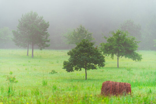 a foggy field of sparse trees, grass and a hay bail in the morning in rural georgia