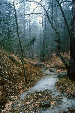 An icy creek along the Marshall Gulch Trail near the summit of Mount Lemmon, Arizona