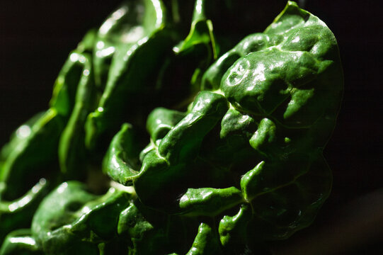 Closeup of the surface of a piece of chard against a black background