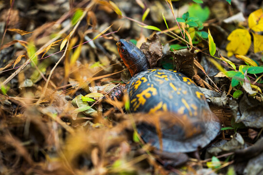 Eastern Box Turtle in Carolina North Forest, Chapel Hill, North Carolina