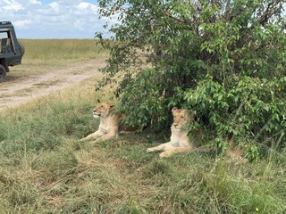 Lions sleeping in a bush