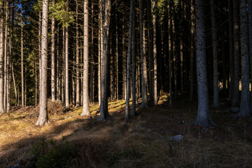 Obraz premium Sunlight filters through a dense coniferous forest illuminating the forest floor and tree trunks