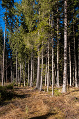 Sunlight filters through tall slender trees in a dense coniferous forest The forest floor is covered in dry brown grass