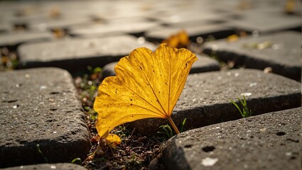 Golden ginkgo leaf on cobblestone path in soft sunlight