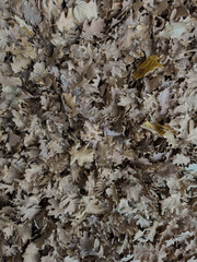 Pile of dry oak leaves covering the ground 