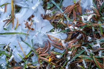 Frozen ground: Ice crystals delicately encase blades of grass and fallen pine needles creating a stunning winter scene