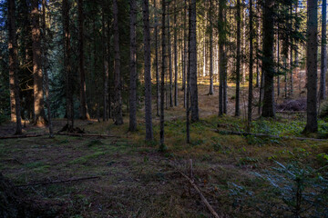 Fototapeta premium Sunlight filters through a dense coniferous forest illuminating the forest floor