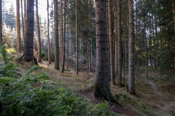 Sunlight filters through tall slender trees in a dense coniferous forest creating a tranquil and serene atmosphere