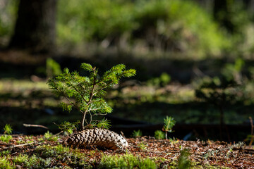 A tiny conifer seedling sprouts from a fallen pinecone on the forest floor symbolizing new life and growth