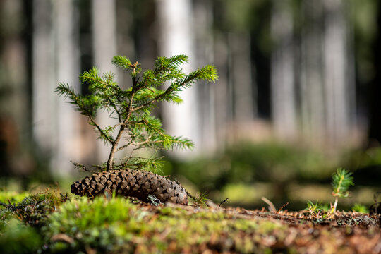 A tiny conifer seedling sprouts from a fallen pine cone on the forest floor symbolizing new life and growth within the woodland