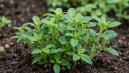 Obraz premium Fresh marjoram herbs growing in nutrient rich soil