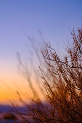 Desert Sunset Through the Branches