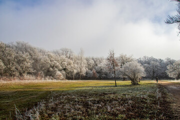Cencellada en Espinosa