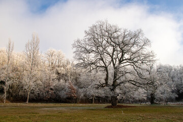 Cencellada en Espinosa