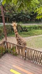 Giraffe Reaching for Leaves