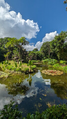 Serene Pond with Lush Greenery and Reflective Water