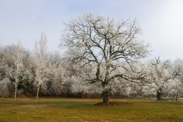 Cencellada en Espinosa