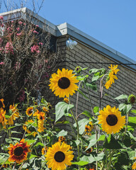 Sunflowers Blooming in Garden with Clear Blue Sky