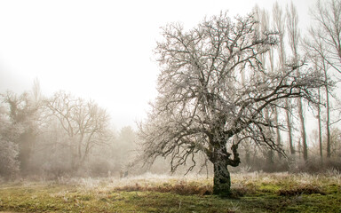 Cencellada en Espinosa