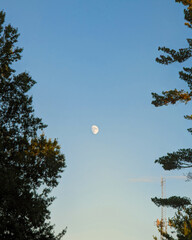 Crescent Moon Through the Trees