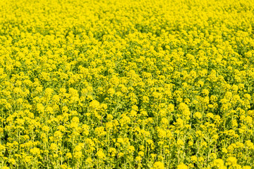 一面に広がる菜の花畑