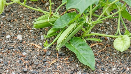 Fresh green pea pod on vine over pebble strewn soil