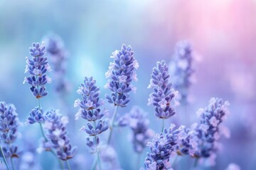 Naklejka premium Close-up of lavender flowers in a soft, pastel color palette.