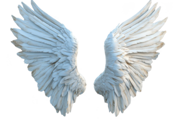 White Wings Spread Out Gracefully Against Black Background, Showing Freedom and Purity.