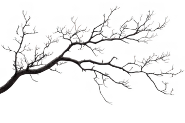 Bare Branches Reach Across a Dark Void, Embracing the Silence of Night