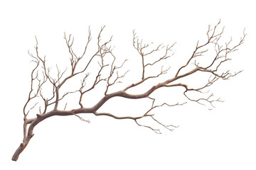 Obraz premium Bare Branch Reaches Out on Black Background, Winter Theme