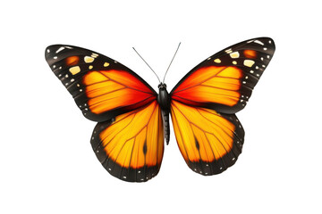 Butterfly Shows Its Orange and Black Wings with Elegance and Beauty, Graceful Insect on Dark Background