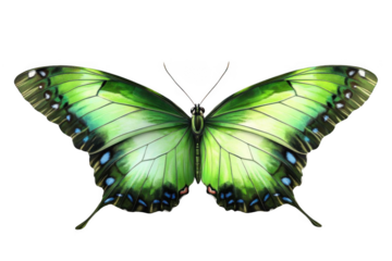 Green Butterfly Shows Wings with Blue Spots, Entomology Beauty, Insect Collection.