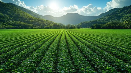 Lush Green Rows Of Crops In A Mountain Valley