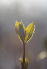 春に芽吹く可愛い若葉
