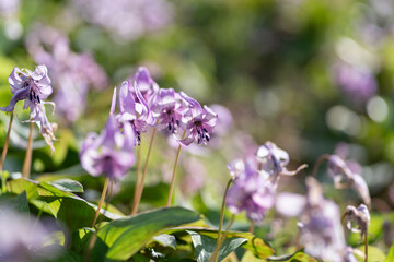 三月が見頃の美しいカタクリの花