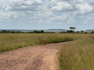 impala in road