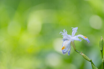 美しいシャガの花