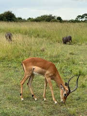 impala in the savannah