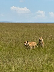 Lions in the field